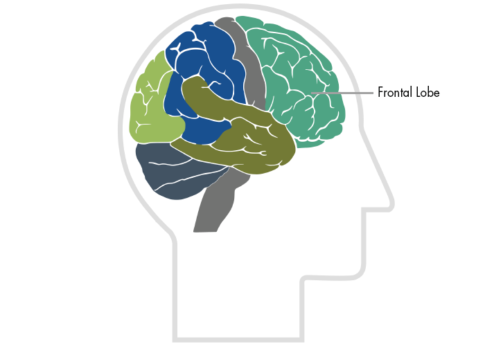 Brain Map - Frontal Lobe
