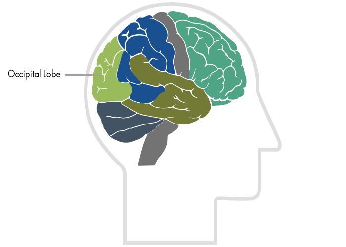 Brain Map - Occipital Lobe