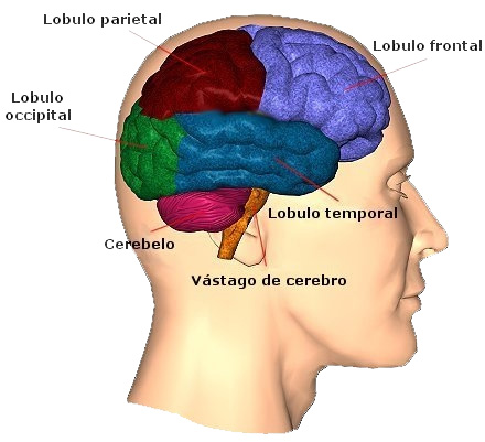 Restringido Hornear Pino Glosario de terminos: Y | CNS Traumatic Brain Injury Rehab